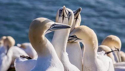 开云体育APP下载-巴黎圣日耳曼遭遇曼城逆转，无缘欧冠四强，巴黎圣日耳曼vs曼城全场视频