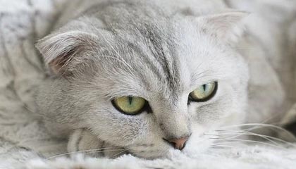 开云首页登录-莫德里奇宣布将为皇马再战一个赛季