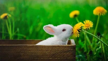 开云体育网页版入口-悉尼国王季中引援助力球队，悉尼国王季中引援助力球队是谁